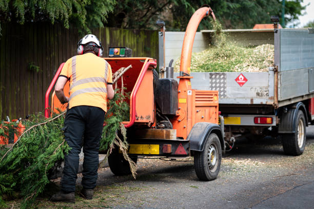 Dead Tree Removal in Mount Carmel, PA